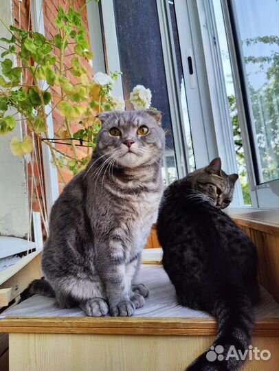 Шотландские кот и кошка