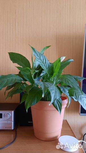 Спатифиллум