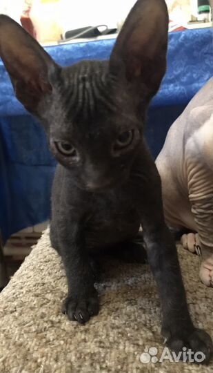 Донской сфинкс котята