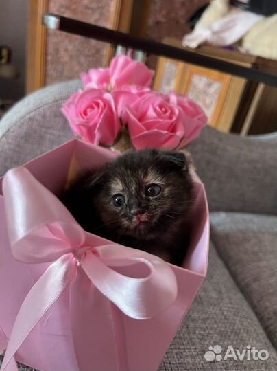 Котята в добрые руки даром