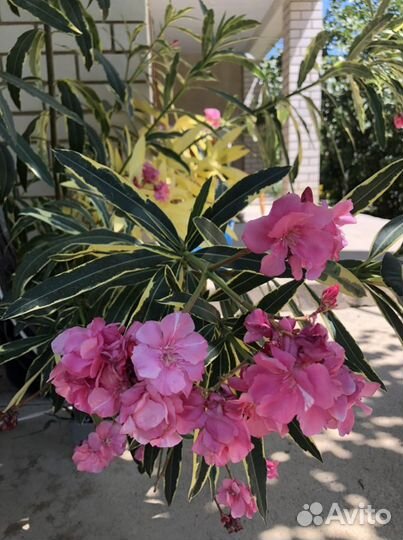 Олеандр вариегатный 4-летки