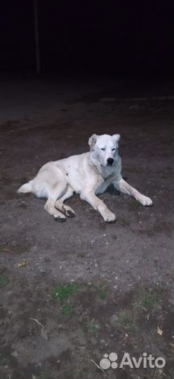 Алабай в дар