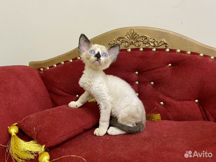 Девон-рекс синеглазая Марианна