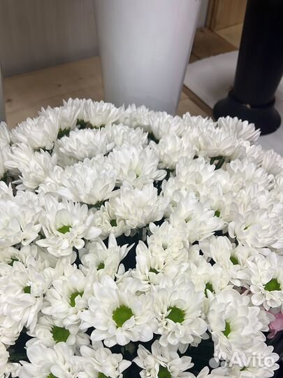 Цветы:Хризантема кустовая