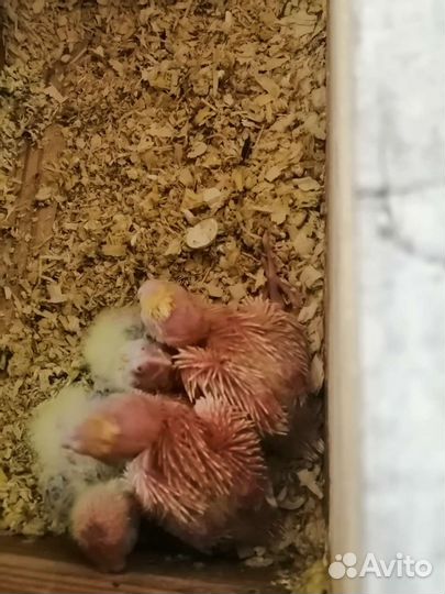 Попугаи кореллы молодые