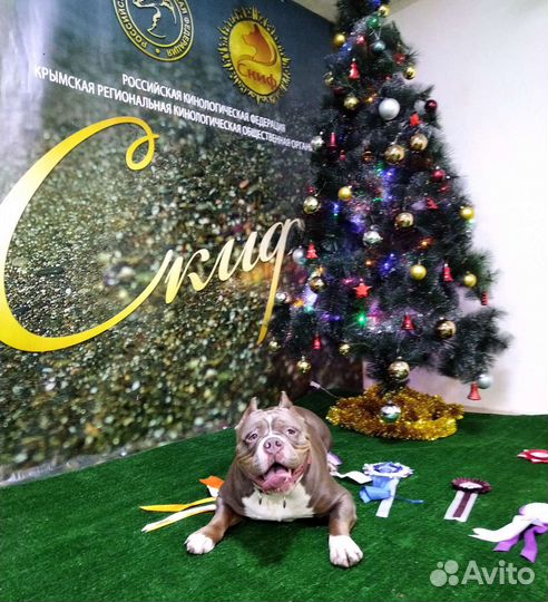 Почасовая аренда спортивного зала для собак