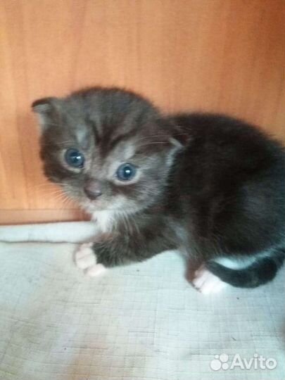 Шотландские котята