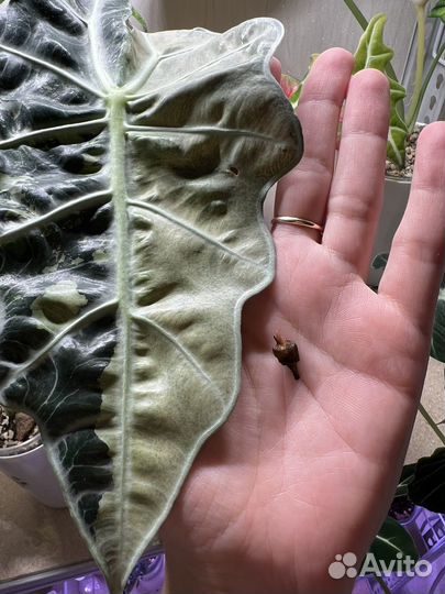 Клубень алоказии полли вариегатная