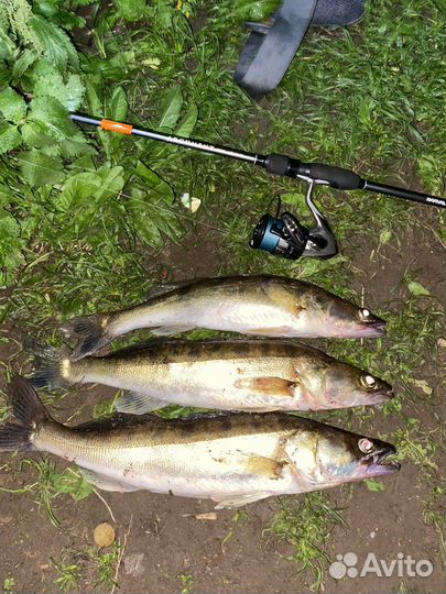 Судак/Лещ свежепойманный