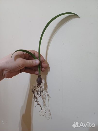 Гипераструм луковицы