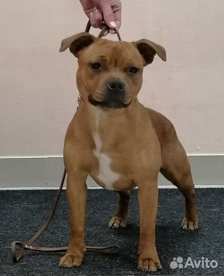 Щенок стаффордширского бультерьера