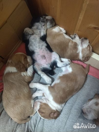 Русский спаниель