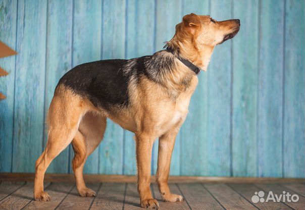 Мишель в добрые руки