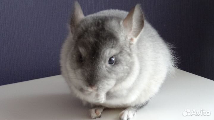 Шиншиллята