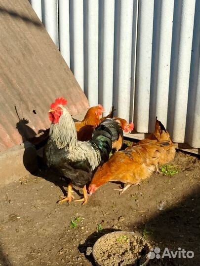 Куры несушки