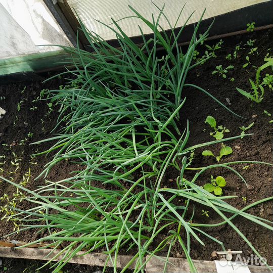 Зелень со своего огорода