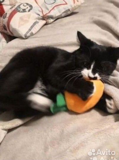 Новая игрушка Морковка для собак и кошек