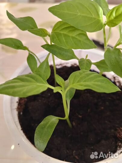 Рассада перца сладкого