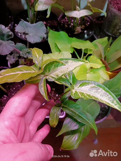 Комнатные растения