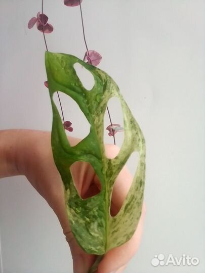 Монстера Адансона Индоминт, церопегии Вуди вар