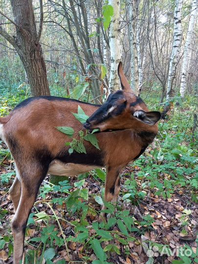 Козы дойные, козел на племя