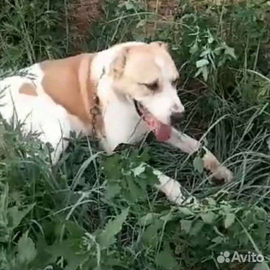 Адам ищет дом