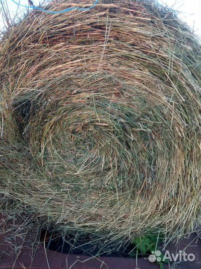 Сено в рулонах