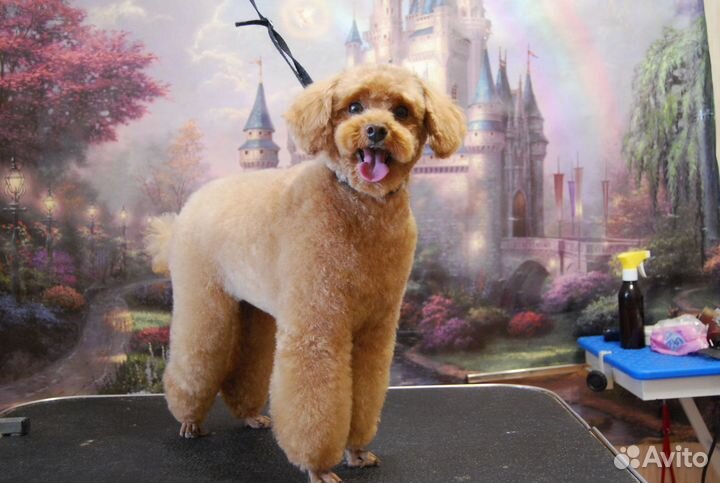 Грумер стрижка собак