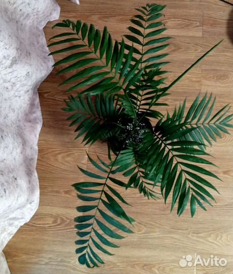 Пальма хамедорея