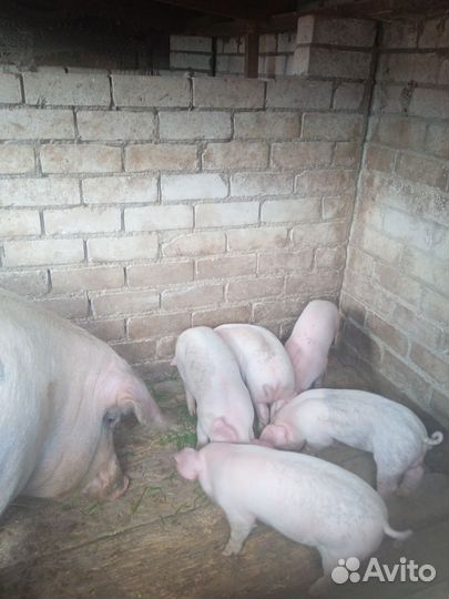 Поросята ландрас