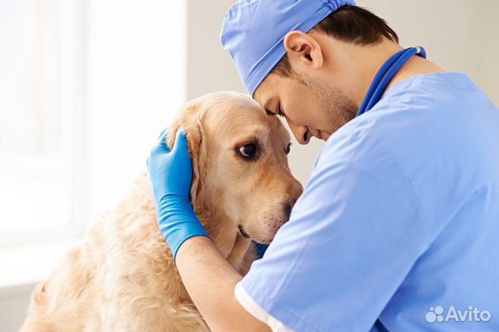 Ветеринар онлайн консультация