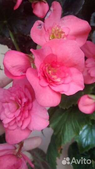 Бегонии Элатиор(и другие