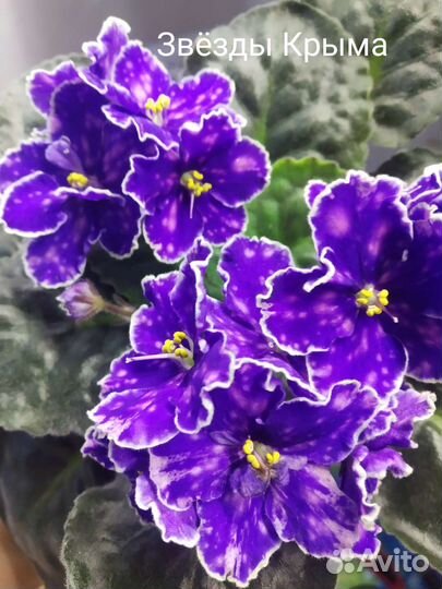 Комнатные фиалки,лист