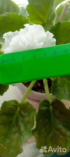 Листики сортовых фиалок