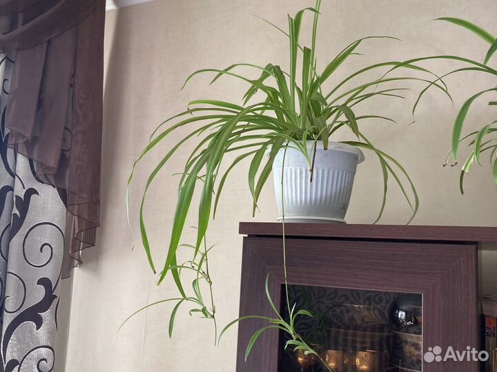 Драцена душистая, Хлорофитум, Дримиопсис