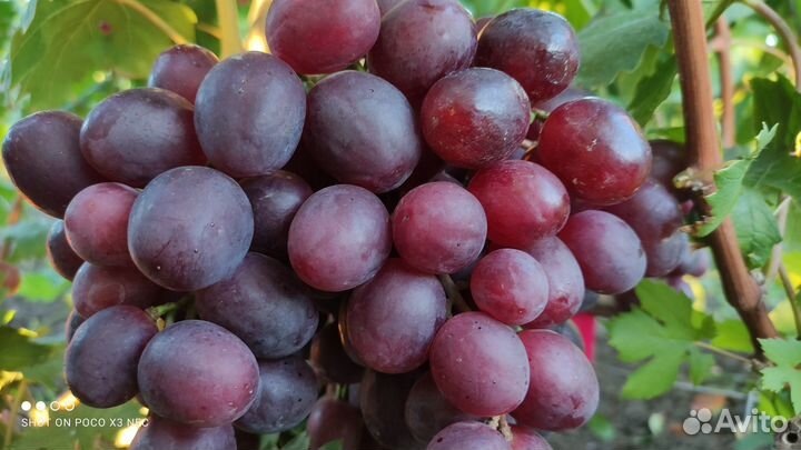 Саженцы столового винограда от производителя