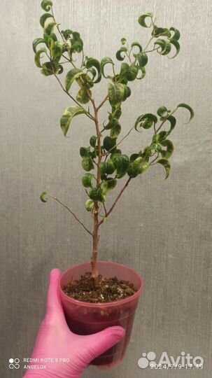 Фикус Бенджамина Ирэн