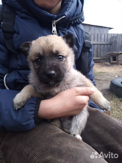 Щенки западно сибирской лайки