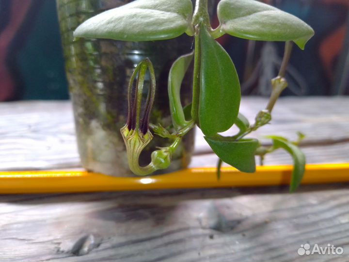 Редкая церопегия Барклая