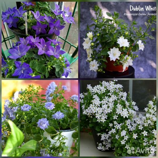 Кампанула Жених и Невеста