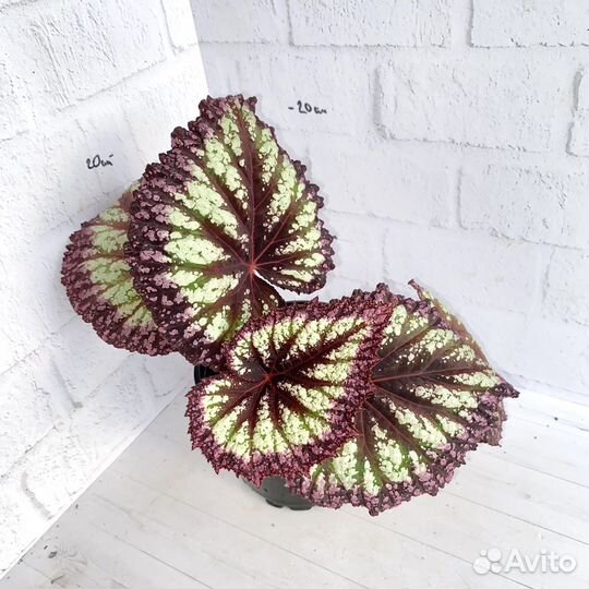 Бегония фейерверк