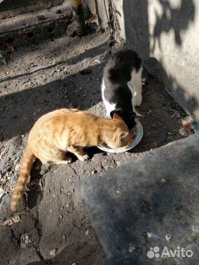 Котики бесплатно