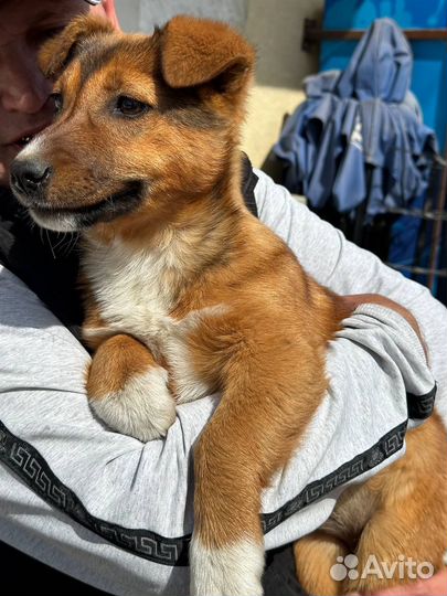 Щенок в добрые руки бесплатно