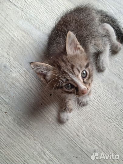Котенок бесплатно
