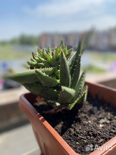 Агава испанская