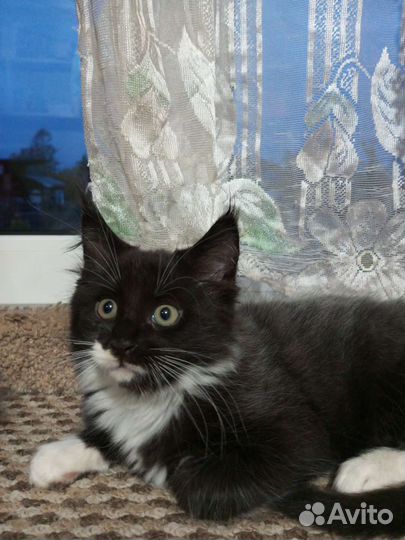 Котята мейн-кун