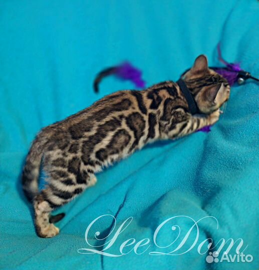 Бенгальские котята кошки коты