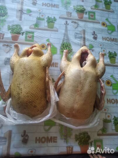 Мясо гуся, утки
