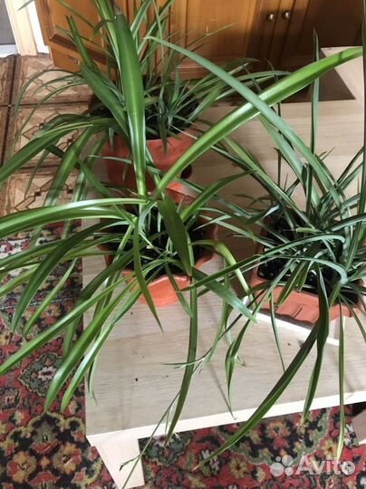 Хлорофитум