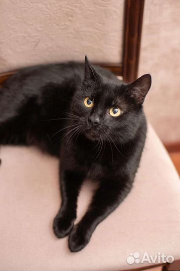 В добрые руки